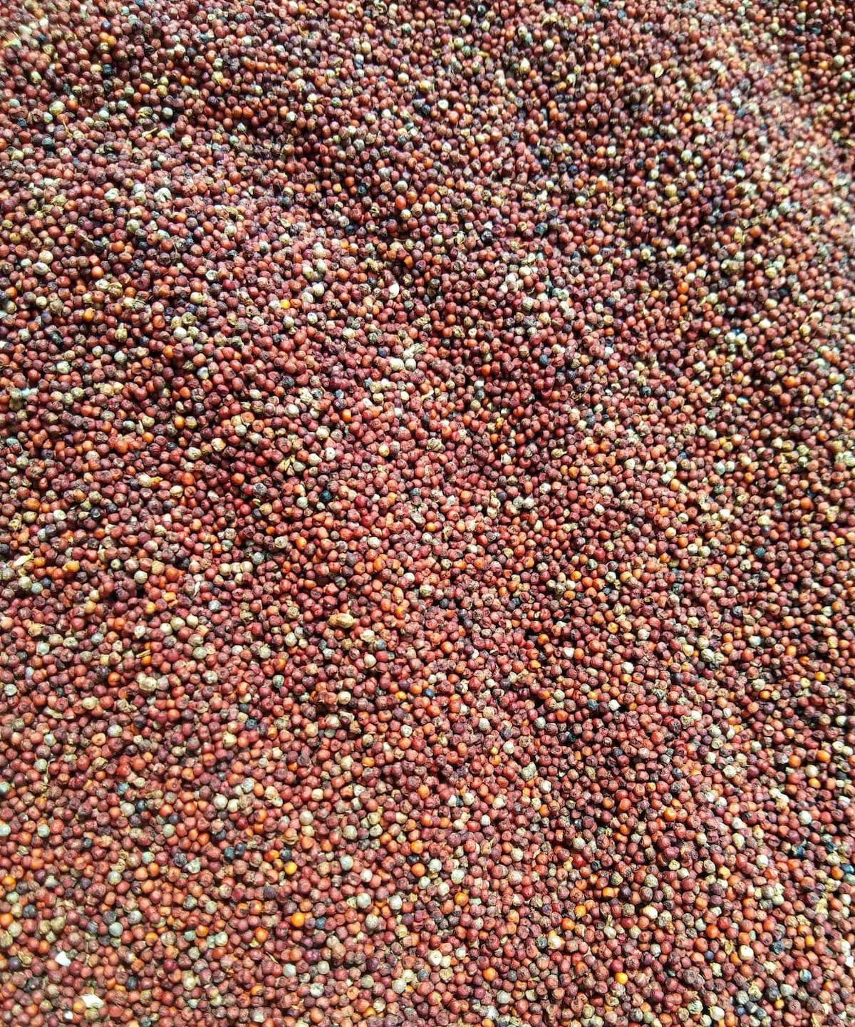 Mustard Seeds