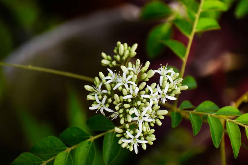 Curry Leaves