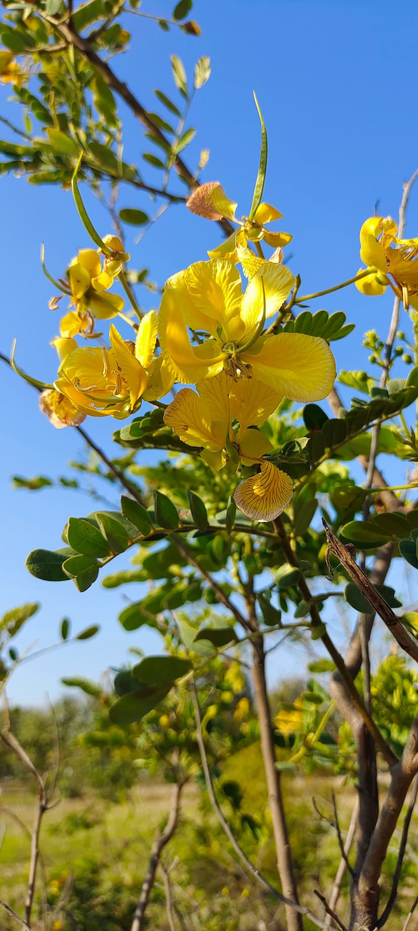 Senna leaves