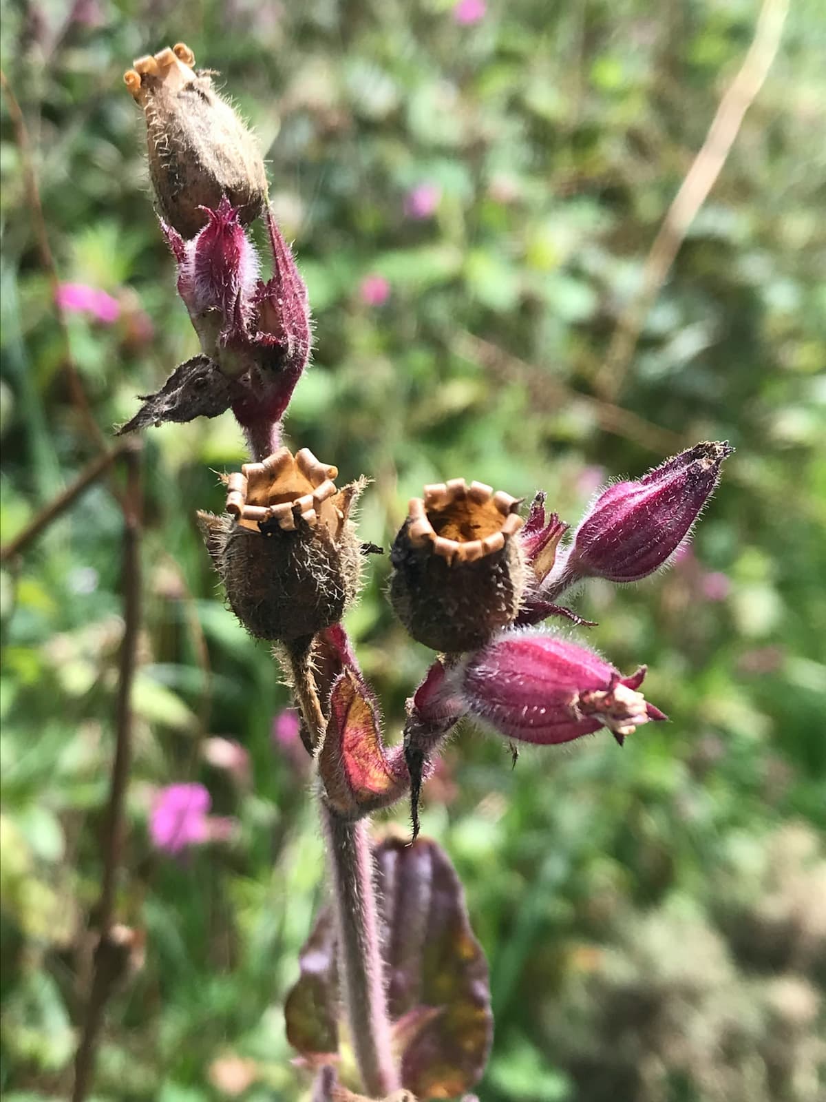 Senna Pods