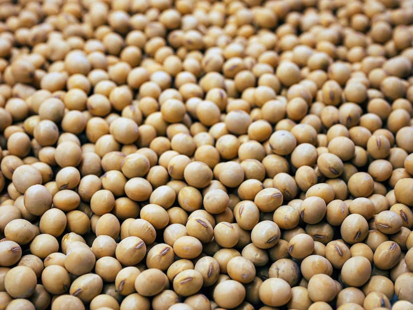 Soya Bean