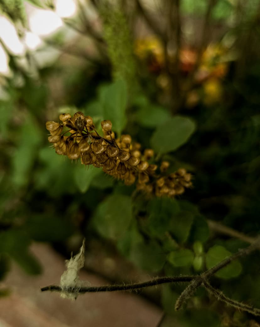 Tulsi